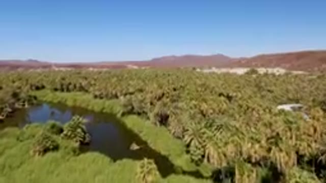 SAN IGNACIO BCS MEXICO-2023: River With A Bunch Of Palm Trees