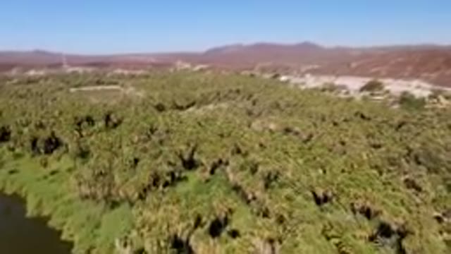 SAN IGNACIO BCS MEXICO-2023: River With A Bunch Of Palm Trees