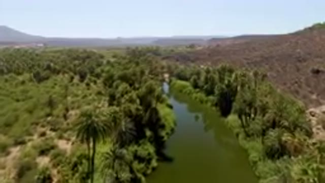 SAN IGNACIO BCS MEXICO-2023: River Surrounded By Palm Trees In A Desert