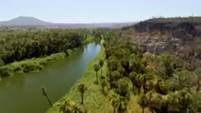 SAN IGNACIO BCS MEXICO-2023: River Running Through A Lush Green Forest