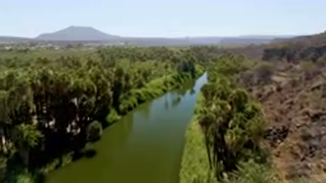 SAN IGNACIO BCS MEXICO-2023: River Running Through A Lush Green Forest