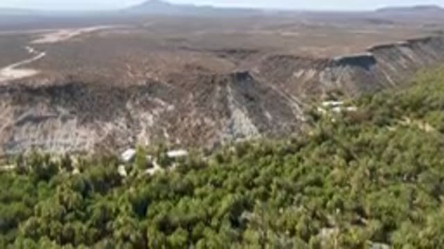 SAN IGNACIO BCS MEXICO-2023: Large Area Of Trees That Are Growing In The