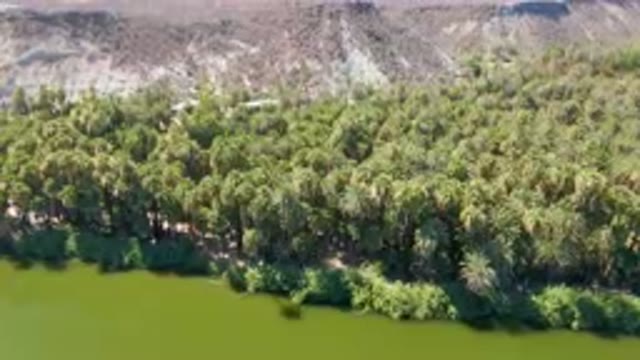 SAN IGNACIO BCS MEXICO-2023: River With A Forest Of Palm Trees