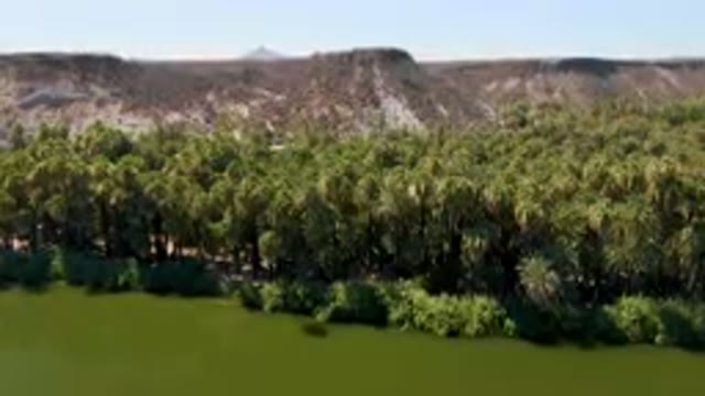 SAN IGNACIO BCS MEXICO-2023: River With A Forest Of Palm Trees