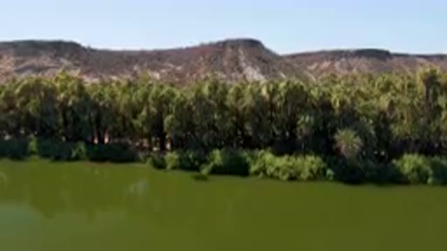 SAN IGNACIO BCS MEXICO-2023: Trees Are Growing Along The Edge Of A River In A