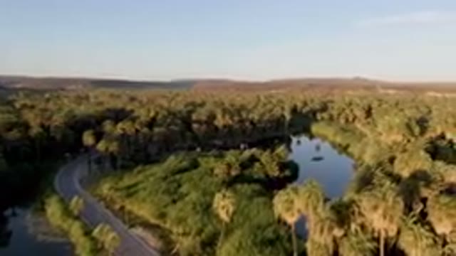 SAN IGNACIO BCS MEXICO-2023: River Surrounded By Palm Trees And A Road