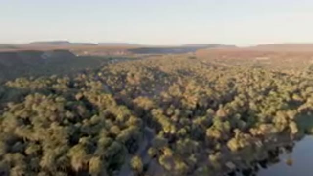 SAN IGNACIO BCS MEXICO-2023: Palm Forest With A Road In The Middle