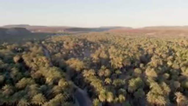 SAN IGNACIO BCS MEXICO-2023: Palm Grove With A Road In The Foreground