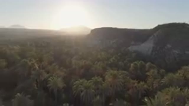 SAN IGNACIO BCS MEXICO-2023: Palm Forest With The Sun Setting In The Background