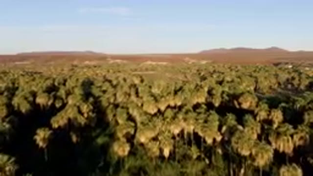 SAN IGNACIO BCS MEXICO-2023: Forest Of Palm Trees In A Desert