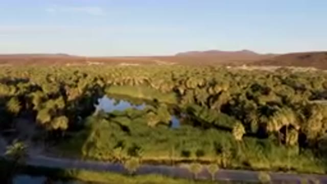 SAN IGNACIO BCS MEXICO-2023: River Surrounded By Palm Trees And A Road