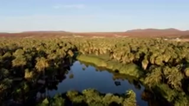 SAN IGNACIO BCS MEXICO-2023: River Surrounded By Palm Trees In A Desert