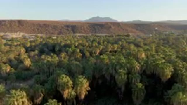 SAN IGNACIO BCS MEXICO-2023: Forest With A Mountain In The Background