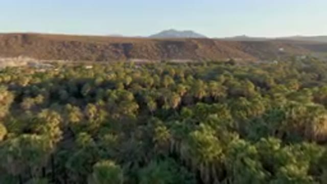 SAN IGNACIO BCS MEXICO-2023: Forest With A Mountain In The Background