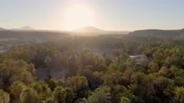 SAN IGNACIO BCS MEXICO-2023: Palm Tree Forest With A Sun Setting In The