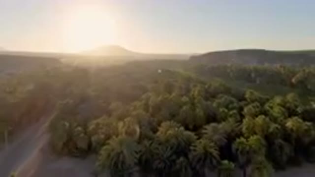 SAN IGNACIO BCS MEXICO-2023: Palm Plantation With A River Running Through It