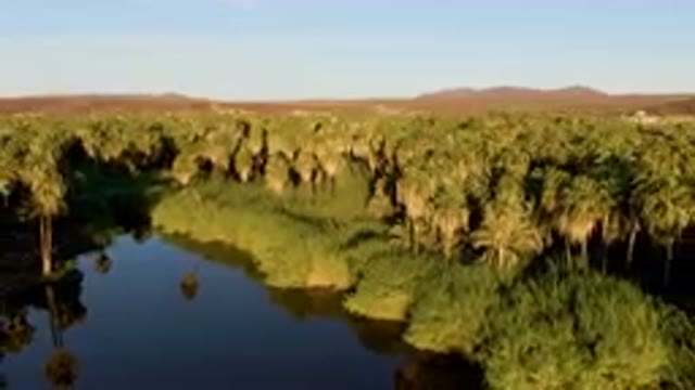 SAN IGNACIO BCS MEXICO-2023: River Surrounded By Palm Trees And Mountains