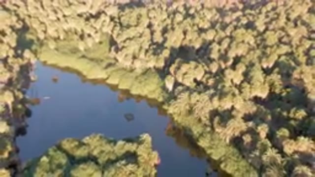 SAN IGNACIO BCS MEXICO-2023: River Surrounded By Palm Trees And A Forest
