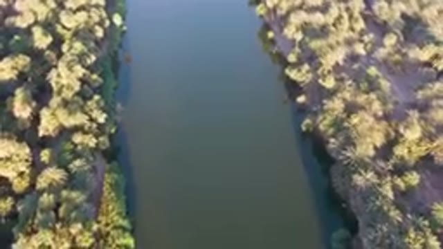 SAN IGNACIO BCS MEXICO-2023: River Surrounded By Palm Trees And A Forest