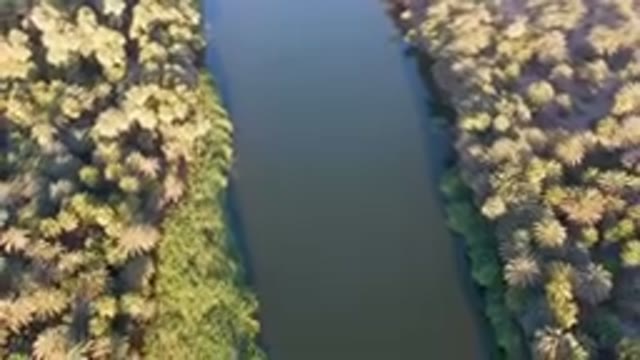 SAN IGNACIO BCS MEXICO-2023: River Running Through A Forest Filled With Palm Trees
