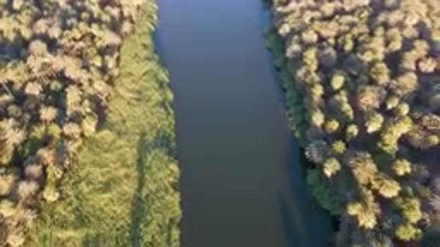 SAN IGNACIO BCS MEXICO-2023: River Running Through A Forest Filled With Trees