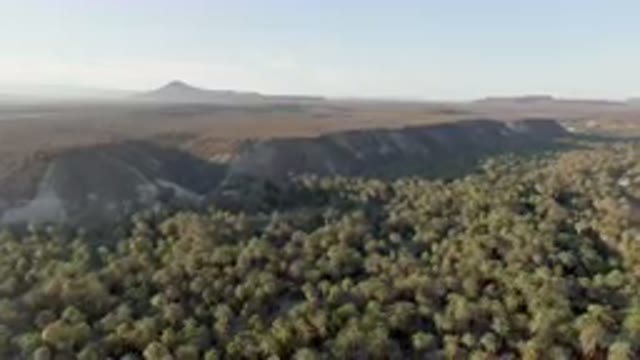 SAN IGNACIO BCS MEXICO-2023: Forest With A Mountain In The Background