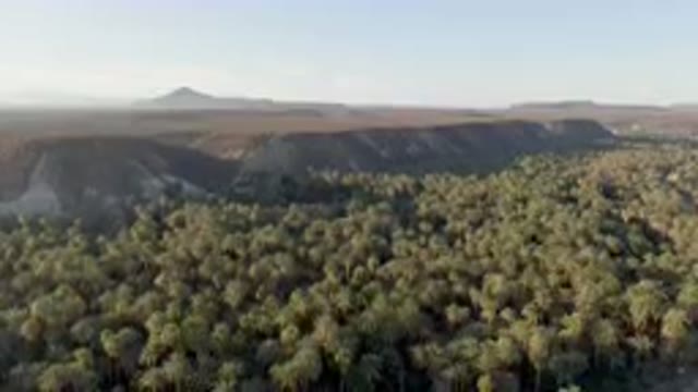 SAN IGNACIO BCS MEXICO-2023: Road And A Forest With Palm Trees