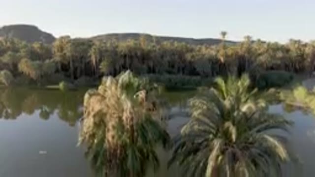 SAN IGNACIO BCS MEXICO-2023: Two Palm Trees Next to a Body of Water