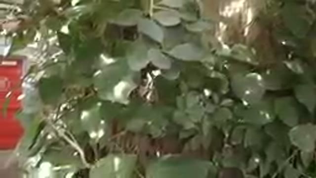 Colorado, United States-2019: Butterfly Flying through the Plants & Trees