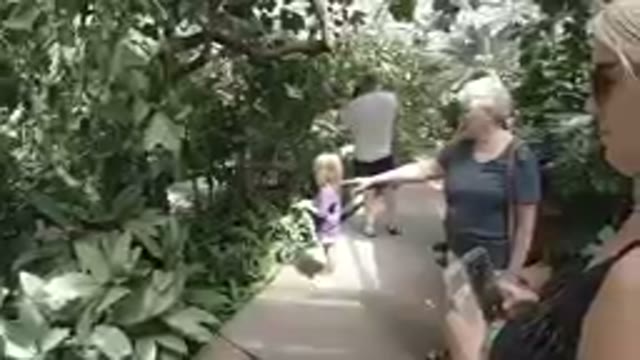 People Watching Butterflies & Green Plants