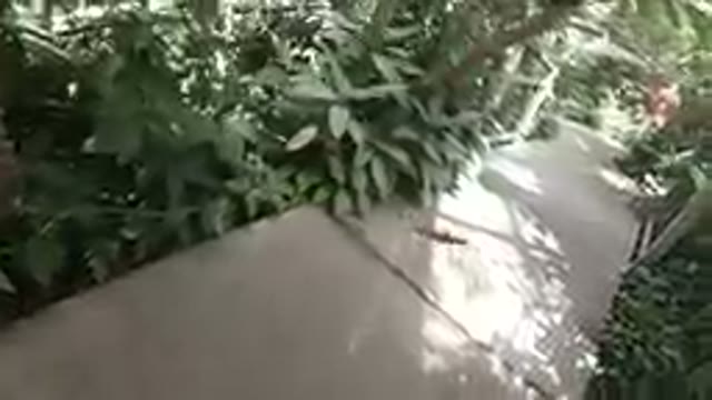 Butterfly Sanctuary: Exit Pathway