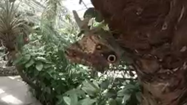 Butterfly Camouflage inside a Sanctuary
