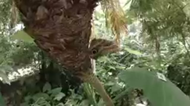 Butterfly Camouflage