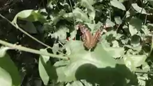 Brown & White Butterfly Flapping Wings on a Leaf