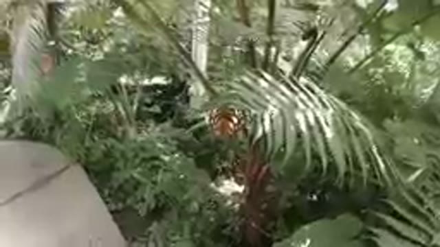 Butterfly Sleeping on a Fern