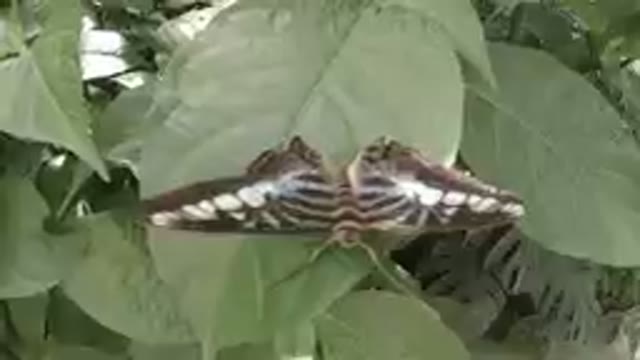 Sleeping Butterfly