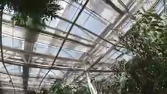 The Roof of a Butterfly Sanctuary