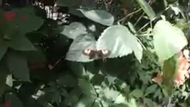 Brown & White Butterfly Sleeping on a Green Leaf
