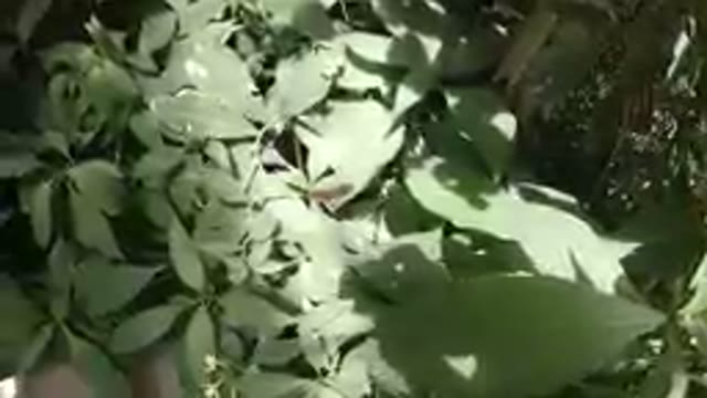 Brown Butterfly Resting on a Leaf