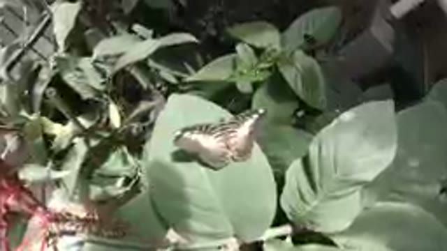 Butterfly Sleeping on a Green Leaf