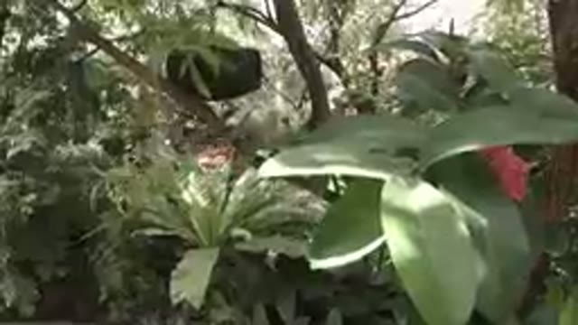 COLORADO, UNITED STATES-2019: A Butterfly Inside A Plant Sanctuary