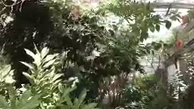 Inside a Butterfly Sanctuary