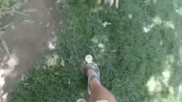 Cute Dog Biting a Tennis Ball