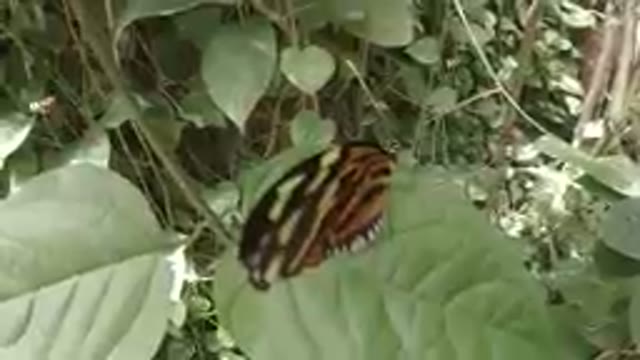 Colorado, United States-2019: Beautiful Butterfly Resting on a Leaf