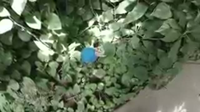 Butterfly Wakes up and Flies away