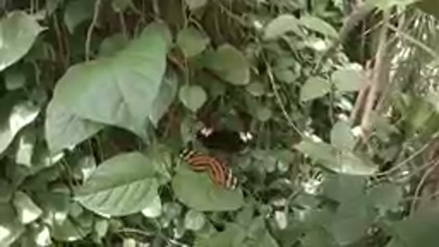 Butterflies Resting on Green Leaves