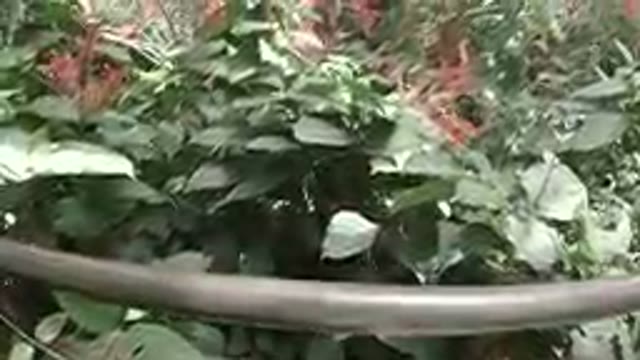 A Butterfly Dome