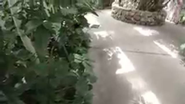 October 5, 2019- Denver, Colorado. Butterfly Flying Low In Slow Motion