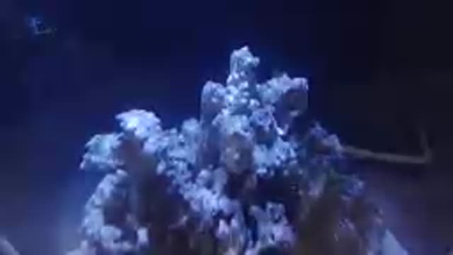Fish Tank With A Rock Formation In It