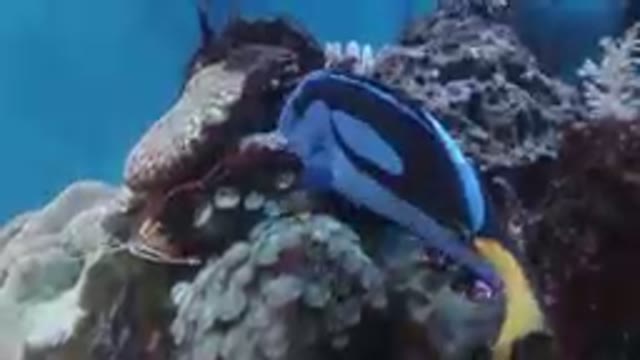 A Regal Blue Tang